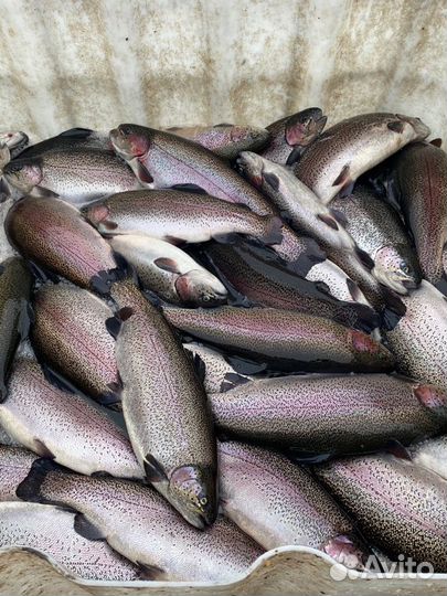 Радужная форель