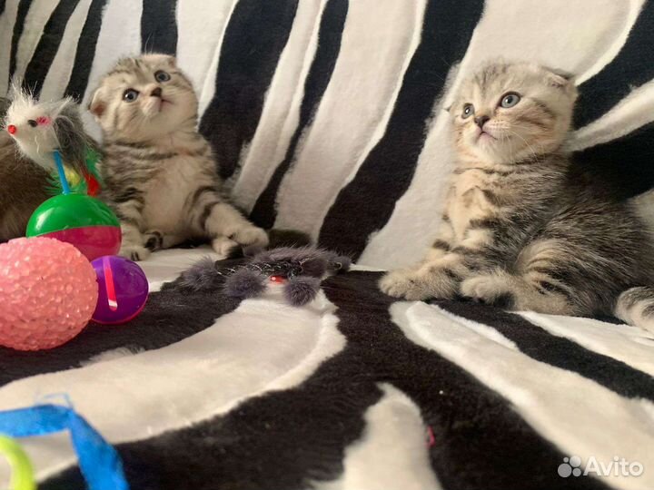 Вислоухие котята
