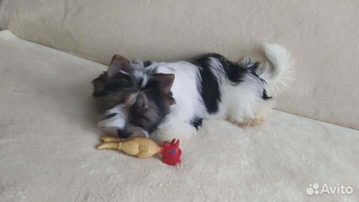 Щенки бивер Йорка