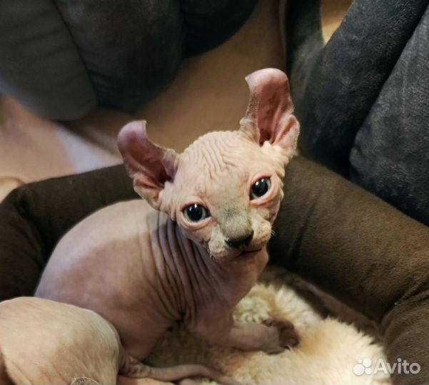 Котята Сфинкс эльф