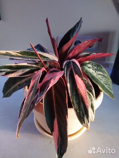 Строманта триколор