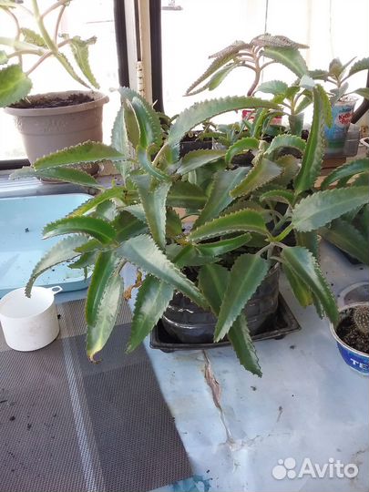 Денежное дерево толстянка крассула