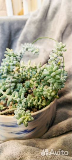 Седум буррито