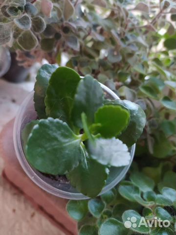 Каланхоэ цветущий, фиттония