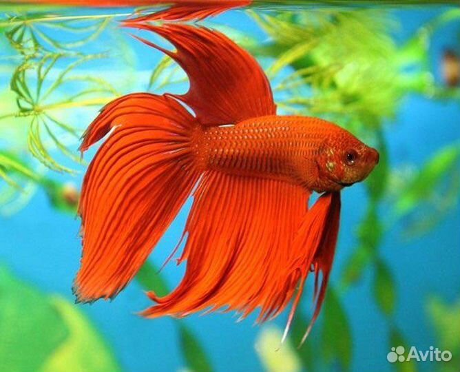 Рыбка петушок