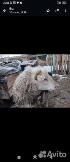 Бараны на курбан