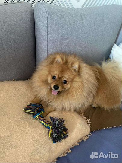 Померанский шпиц вязка