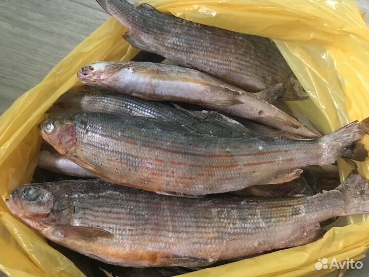 Хариус свежемороженый