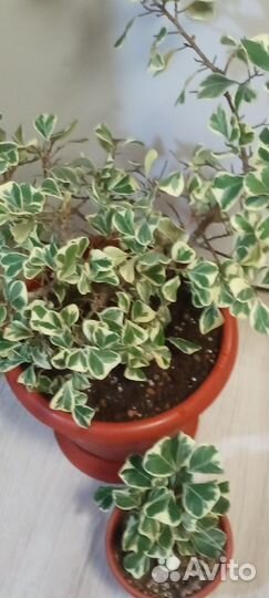 Фикус триангулярис, фикус ретуза гавайская