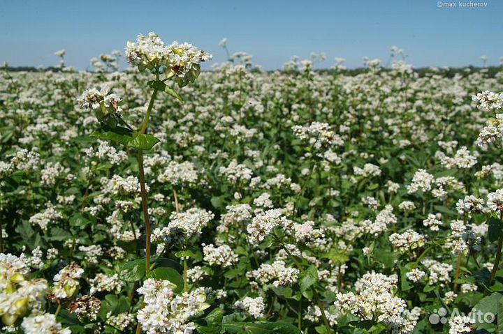 Семена гречихи Барыня Девятка Дикуль