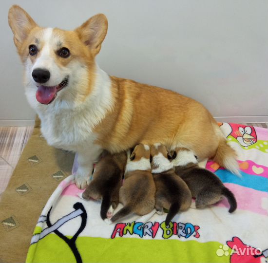 Милейшие и дружелюбные Вельш-корги Пемброк