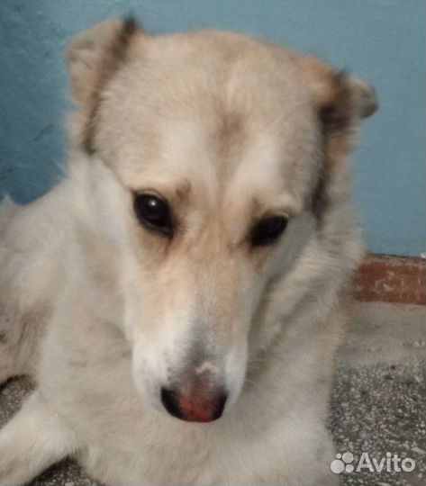 Собака в добрые руки