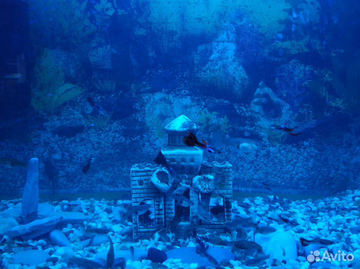 Рыбы Гуппи Эндлера