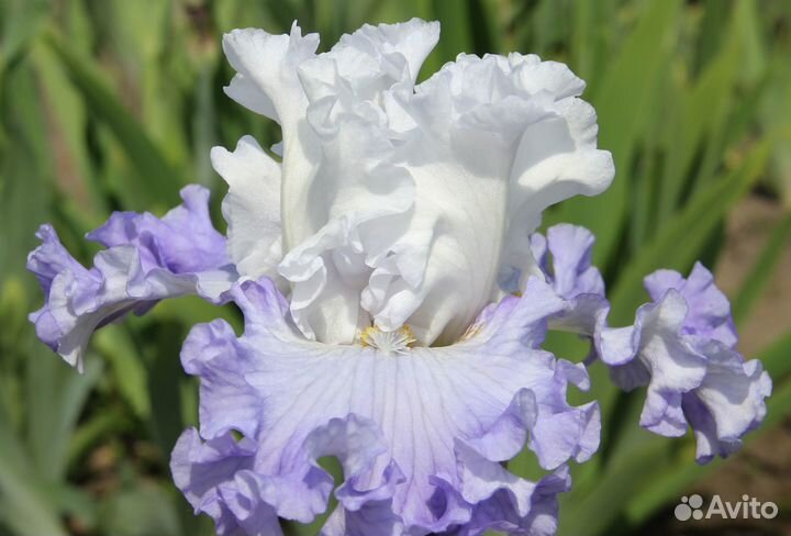 Ирисы бородатые