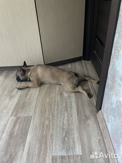 Французский бульдог