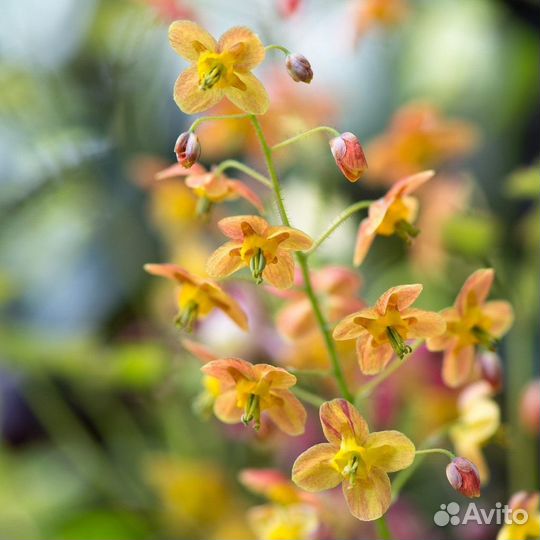 Излишки из сада