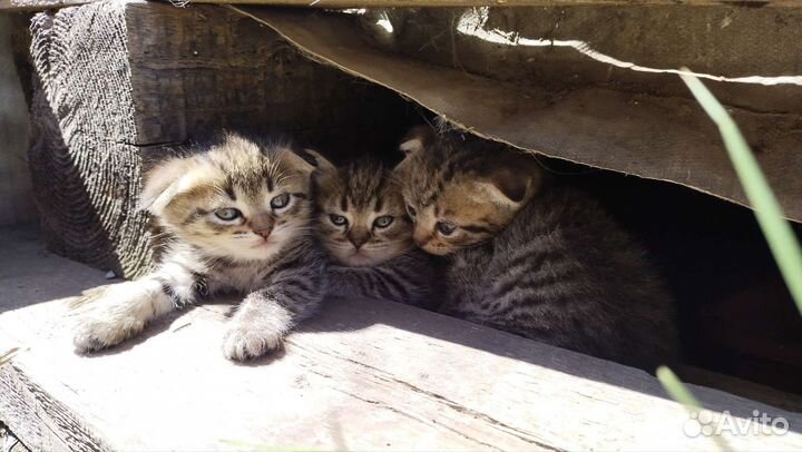 Котята девочки