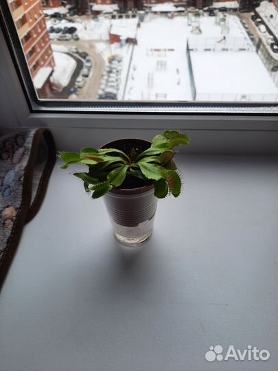 Венерина Мухоловка