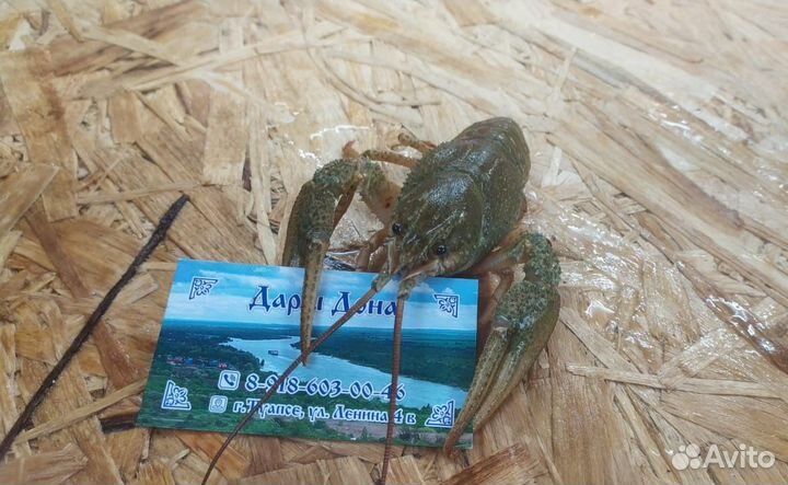 Раки крупные