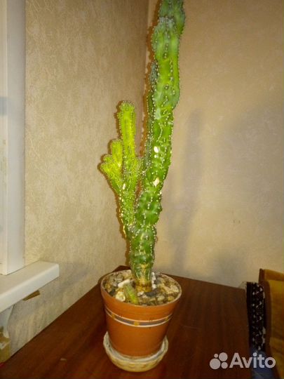 Церус перуанус. Кактус