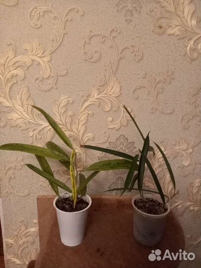 Фикус амстел кинг голд / фикус али (биннендийка)