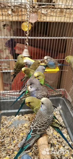 Ручные Птенцы волнистых попугаев