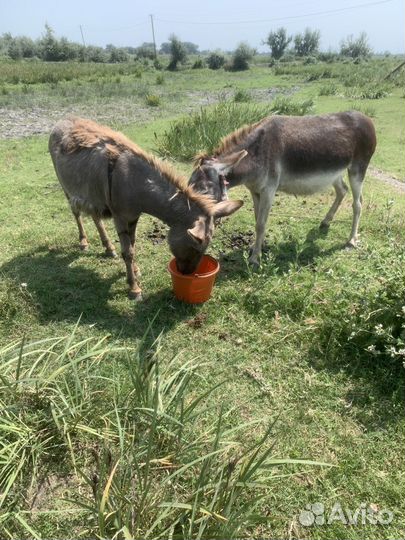 Осел,Ослы,Ослихи