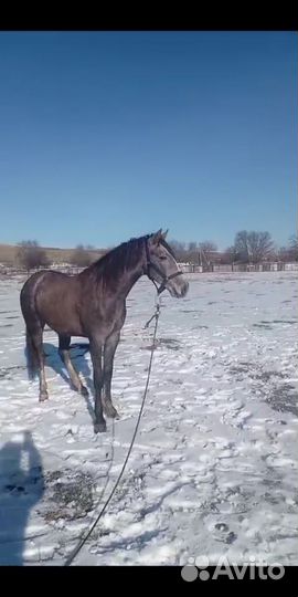 Жеребец иноходец