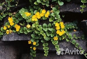 Набор почвопокровных растений