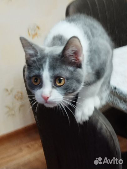 Отдам кота в добрые руки