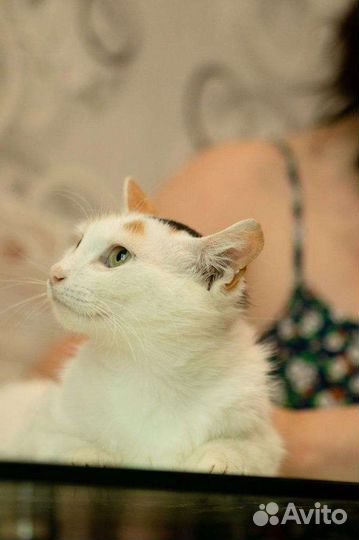 Кошка