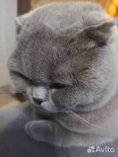 Отдам кота в добрые руки