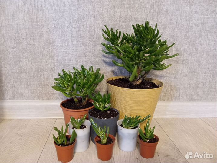 Крассула хоббит