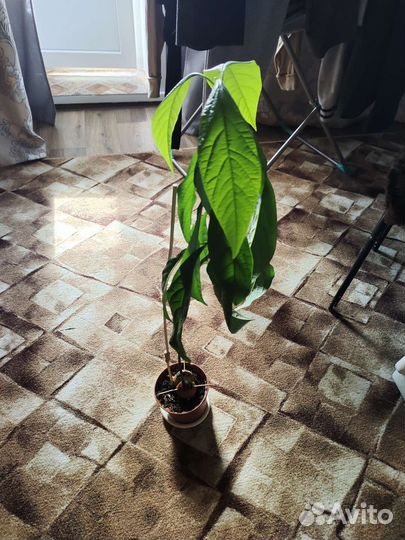 Авокадо растение