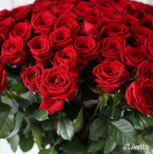 Букет роз 101 роза 51 роза