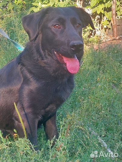 9 месяцев щенок собака