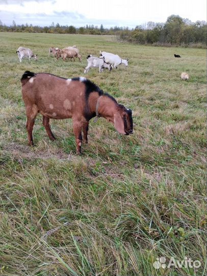 Коза дойная молодая