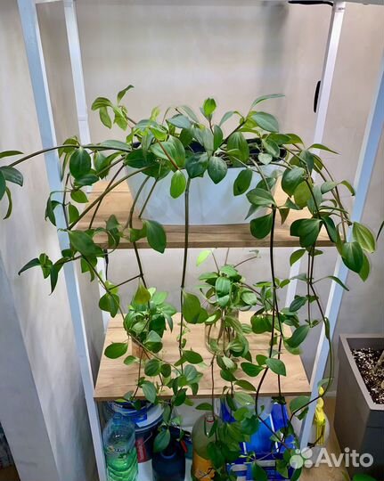 Пеперомия перескиелистная