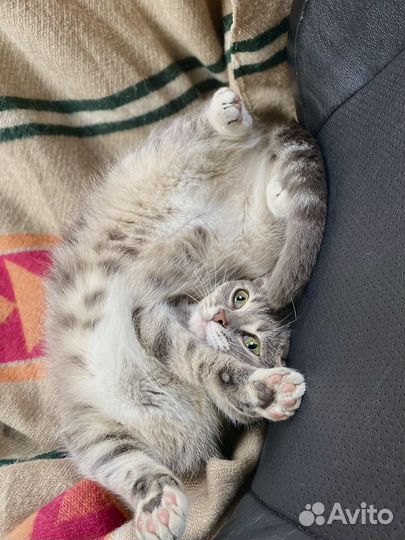 Ласковая котенок девочка ищет хозяев