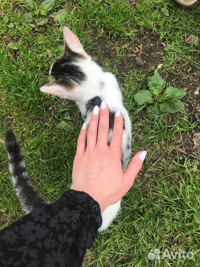 Котята в добрые руки 2 месяца