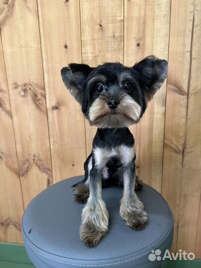 Грумер / стрижка собак