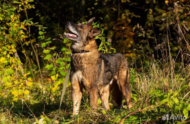 Пес из приюта в добрые руки