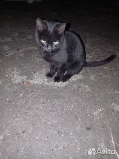 Чёрный кот