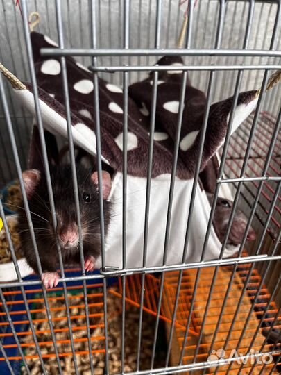 Гамак для крыс, домик для грызунов