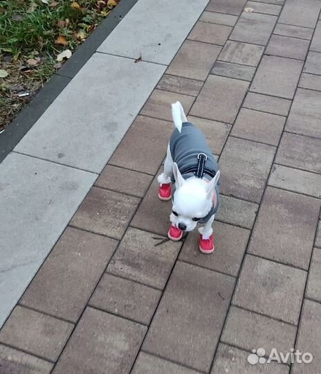 Выгул собак/передержка собак и кошек