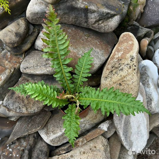 Блехнум Вулкано