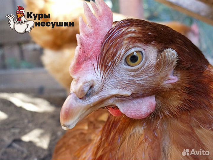 Куры несушки