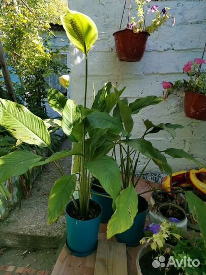 Спатифиллум