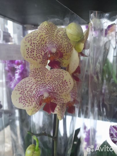 Орхидеи фаленопсис 1 цветонос в ассортименте