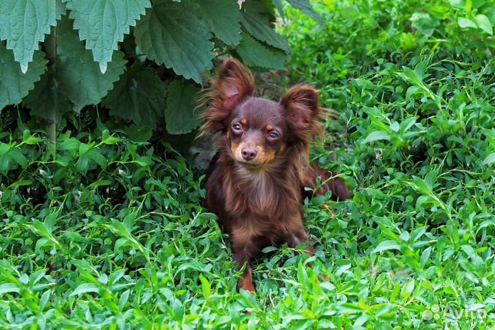 Девочка длинношерстная